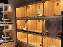 -欣宠猫屋·矮脚拿破仑·蓝金金渐层