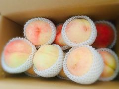 -南汇新场正宗水蜜桃采摘