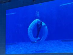 -石家庄极地海洋世界