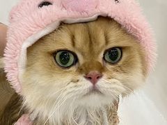 -momokira米努特·德文卷毛猫·棉花面纱犬