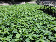 荷塘-意大利农场度假村