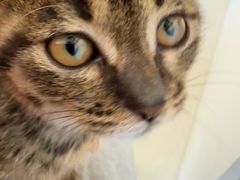 -瑞派福兴宠物医院犬猫全科·骨科·中西医结合(河东店)