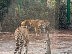 -上海野生动物园老虎餐厅