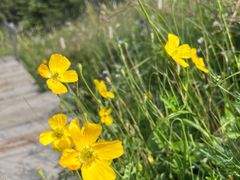 -白草畔自然风景区
