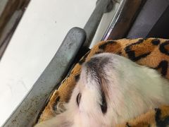 -申普宠物医院·心脏介入·心血管微创(总院)