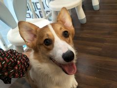 -柯斗斗主题餐厅·狗咖·围炉煮茶·茶饮(国瑞升平里店)