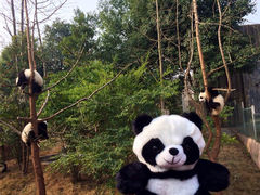 游乐设施-成都大熊猫繁育研究基地