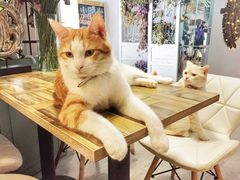 -小时光咖啡馆(北锣鼓巷店)