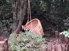 -成都大熊猫繁育研究基地