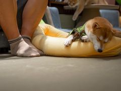 -逗柴咖啡屋·狗咖猫咖宠物桌游