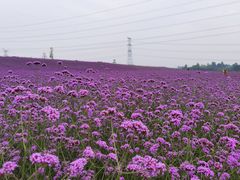 -紫颐香薰山谷景区