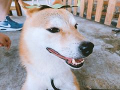 -柴犬高等学院·狗咖·柴犬售卖·宠物训练