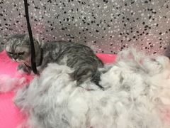 -小呆的宠物店·宠物售卖·宠物寄养(城西店)