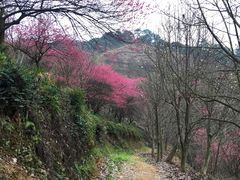 -新建村梅花