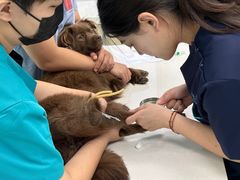 -北京观赏动物医院·24小时大型综合·猫专科·异宠专科