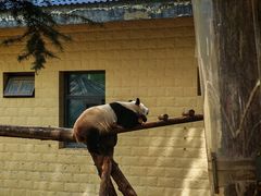 -石家庄市动物园