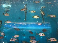 -瑞德姆美人鱼海底演艺主题餐厅(亚龙湾店)