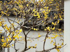 -无锡梅园公园