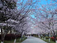 -高东镇樱花园