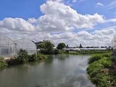 -马陆小张葡萄园农家乐