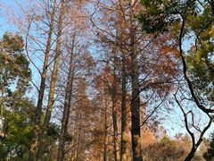 -上海滨江森林公园