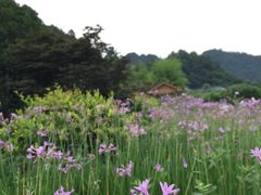 -贵阳市花溪国家城市湿地公园