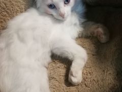 -宠颐生宠物医院·心肾内科·猫专科诊疗中心宠巢店