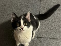 -小伙伴宠物医院•急重症转诊中心·老年专科·犬猫全科(北大街总院)