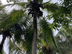 -三亚海棠湾万丽度假酒店