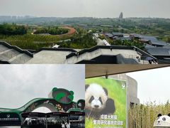 -成都大熊猫繁育研究基地