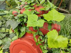 -杭州龙禧福朋喜来登酒店