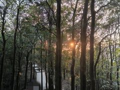-阳台山森林公园