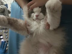 -艾贝尔宠物医院·24H转诊中心·肿瘤猫专科(江宁双龙店)