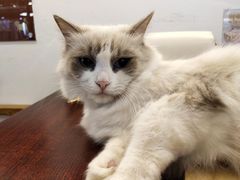 -喵园·猫主题咖啡厅·撸猫·猫咖(国贸店)