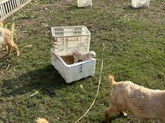 -前小桔亲子创意农场·草莓采摘·露营烧烤