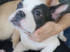 -柯斗斗主题餐厅·狗咖·围炉煮茶·茶饮(国瑞升平里店)