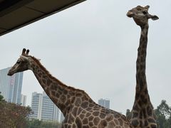 -东莞香市动物园