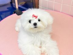 -FAELING PETS美天灵宠物(富力广场店)