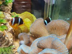 -太平洋海底世界