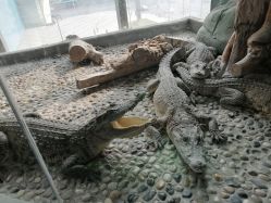 -未来动物城主题公园(正弘城店)