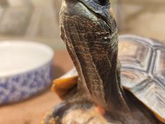 -上海大自然野生昆虫馆