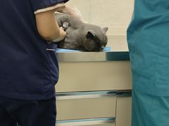 -仁华宠物医院(青羊店)