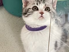 -糯米喵星人总部直营旗舰店·猫舍·幼猫出售
