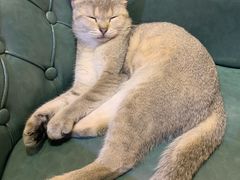 -猫色咖啡·猫咖