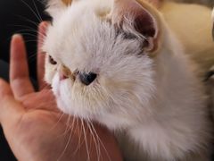-Heymao猫咖.咖啡厅(东门店)