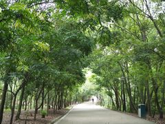 -中山市树木园