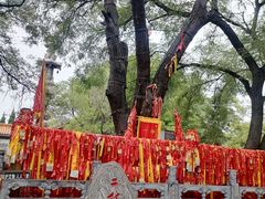 -大槐树寻根祭祖园
