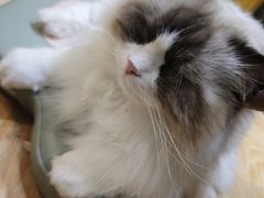 -藏猫猫咖啡主题馆(中央大道店)