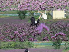 -安徽禾泉小镇