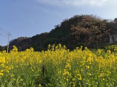 -桑洲油菜花景区